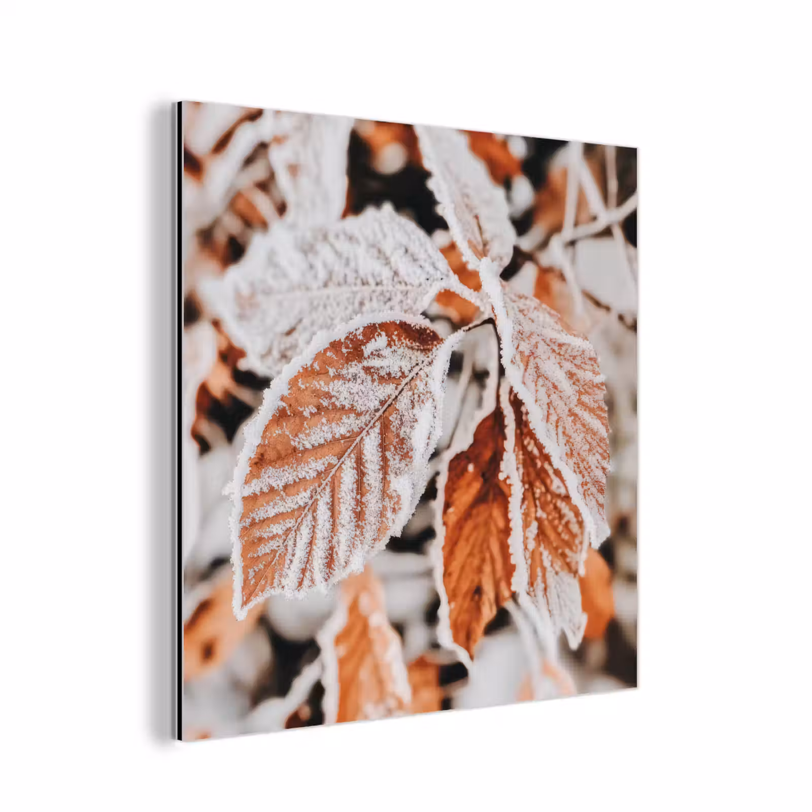 Aluminium schilderij - Bladeren - IJs - Winter - Natuur — 1