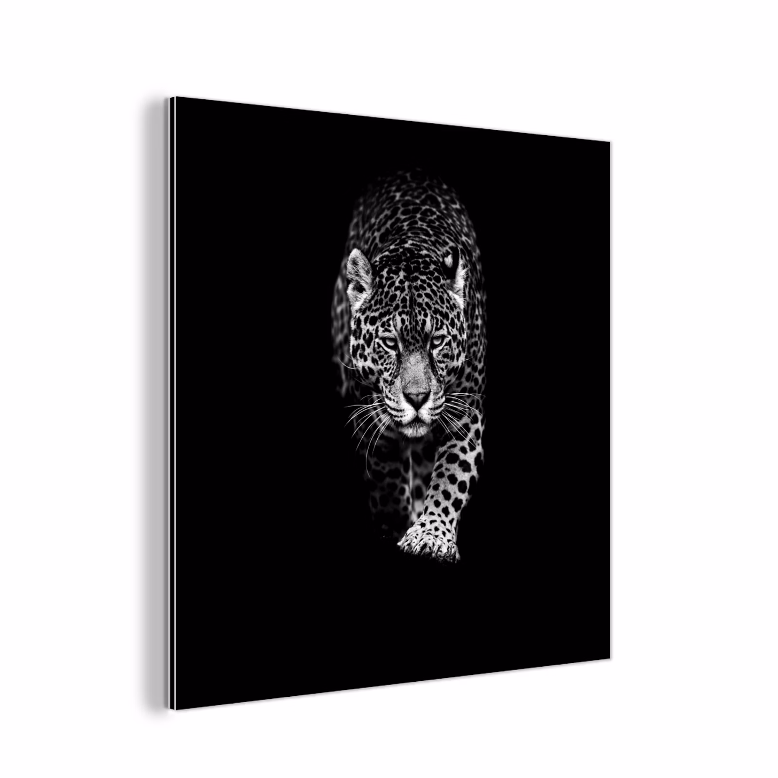 Aluminium schilderij - Dieren - Zwart - Luipaard - Wit - Wild — 1