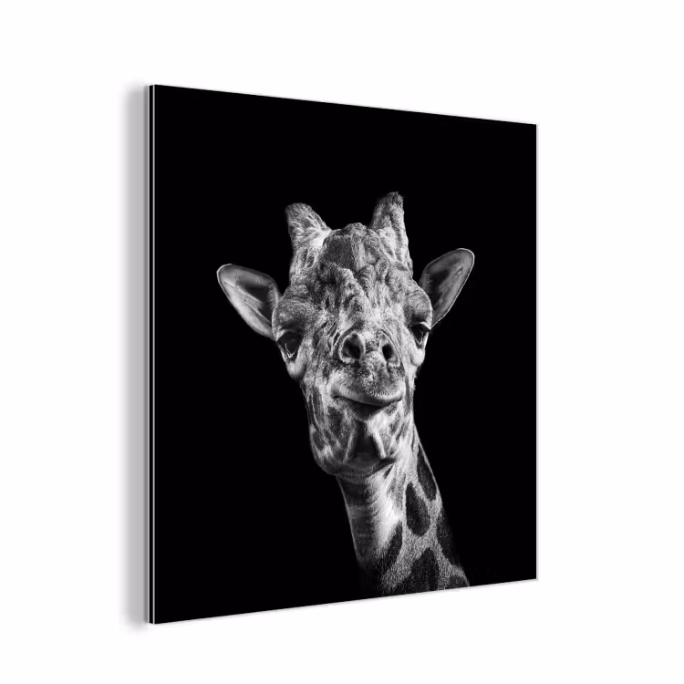 Aluminium schilderij - Giraffe - Dier - Zwart - Wit — 1