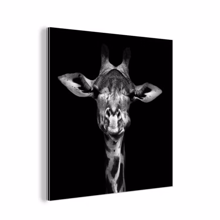 Aluminium schilderij - Giraffe - Portret - Dieren - Zwart - Wit — 1