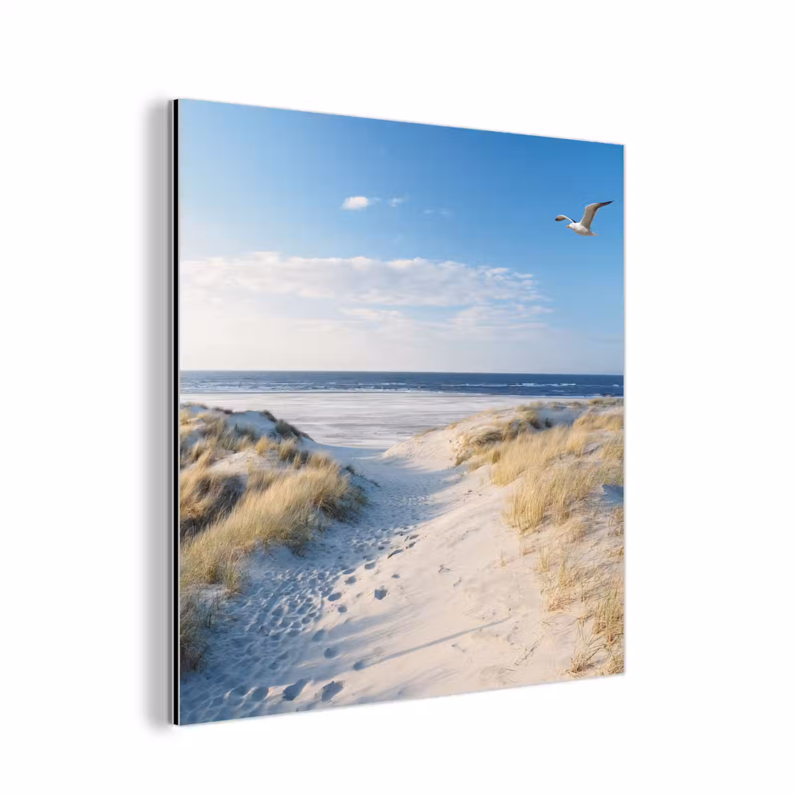 Aluminium schilderij - Duin - Meeuw - Strand - Zee - Zon — 1