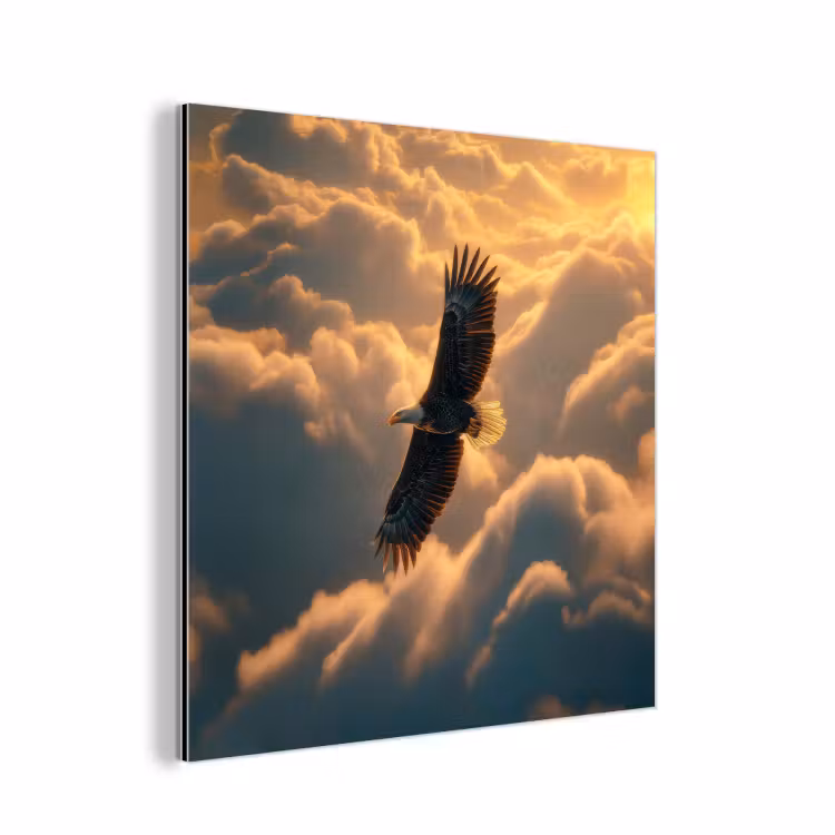 Aluminium schilderij - Adelaar - Wolken - Zon — 1