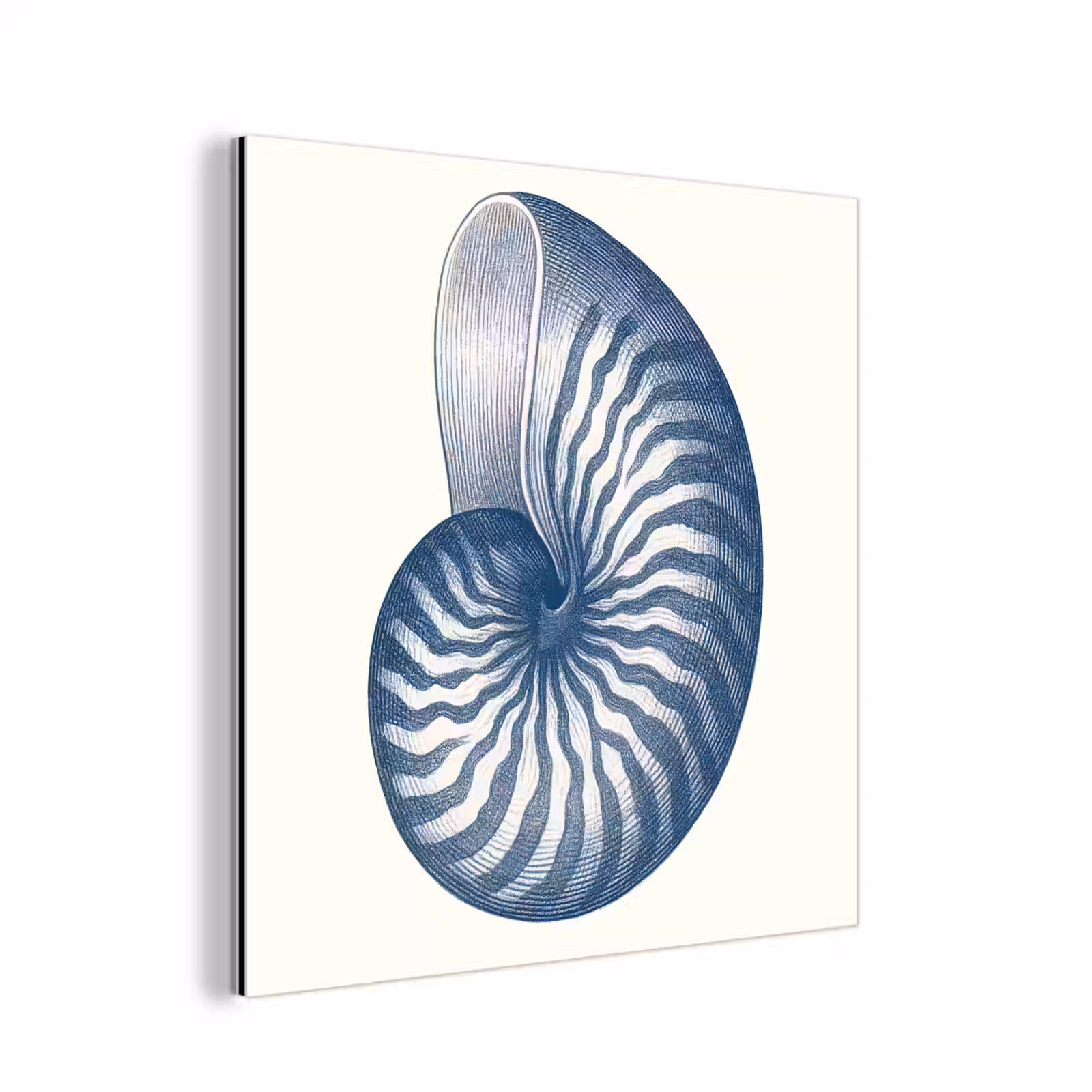 Aluminium schilderij - Blauw - Schelp - Spiraal — 1