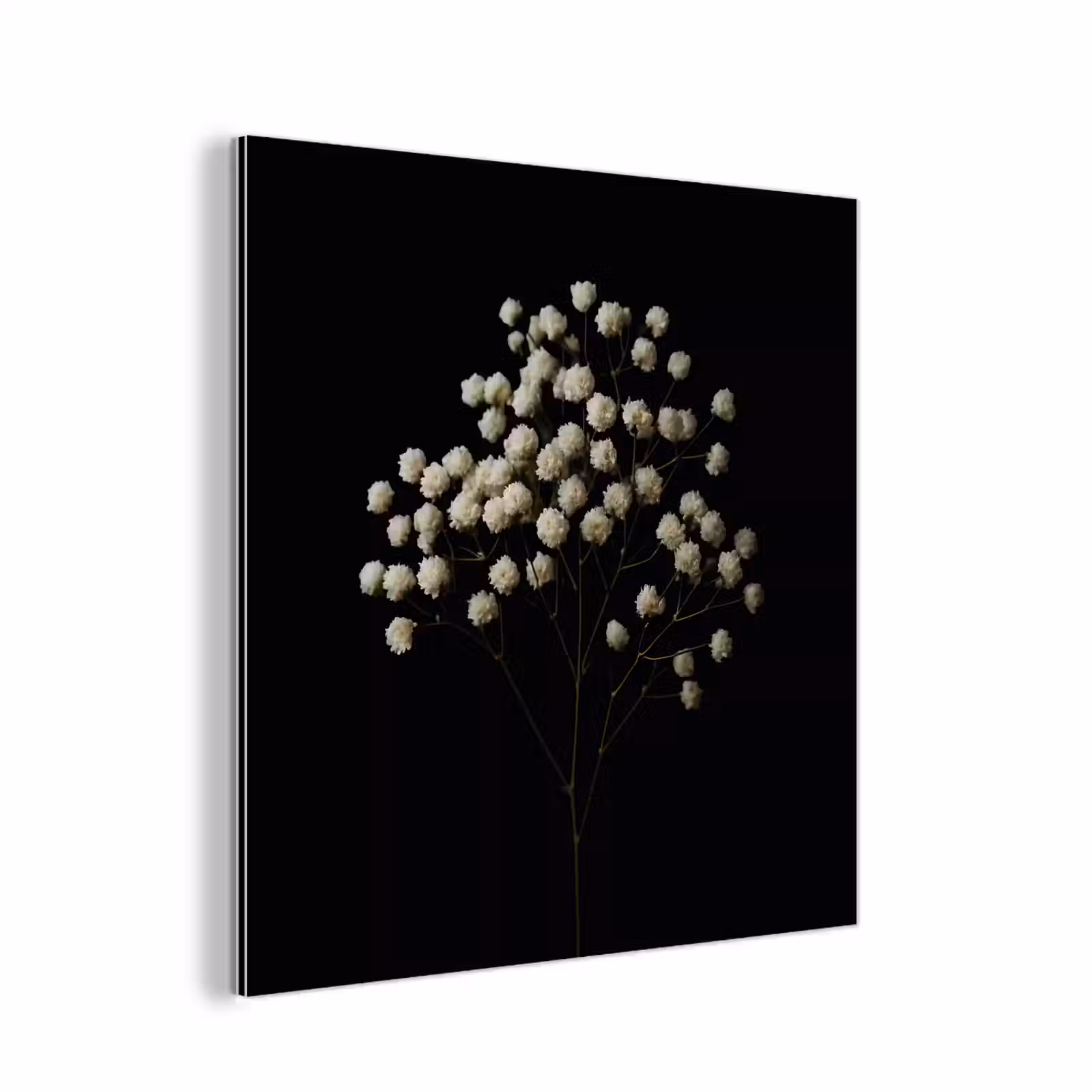 Aluminium schilderij - Gipskruid - Bloemetjes - Wit - Minimalistisch — 1