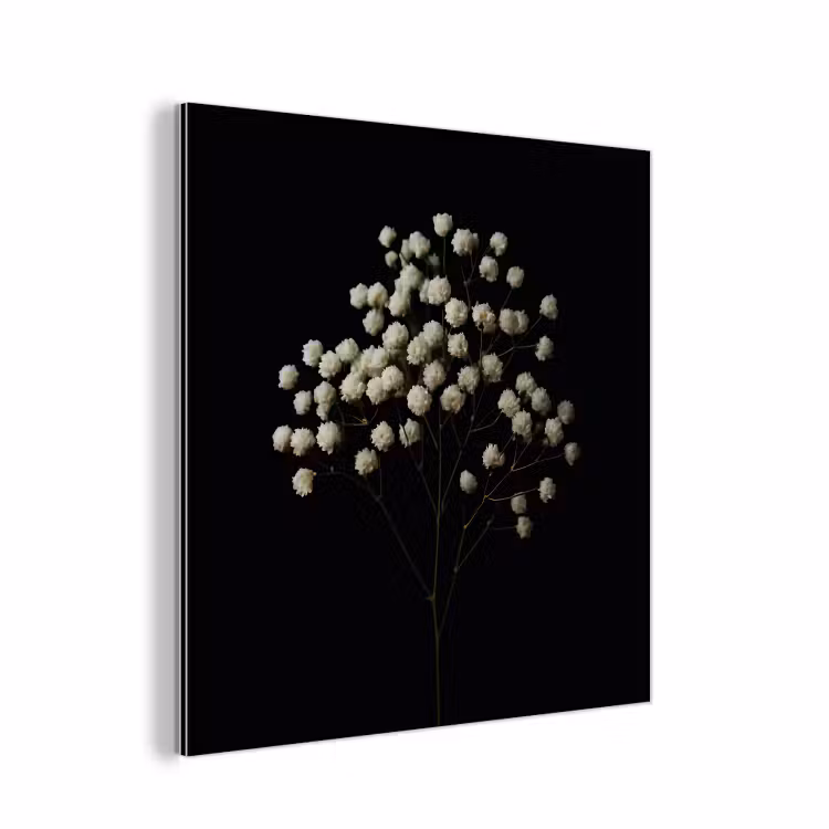 Aluminium schilderij - Gipskruid - Bloemetjes - Wit - Minimalistisch — 1