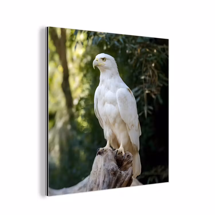 Aluminium schilderij - Arend - Hout - Wit - Planten — 1