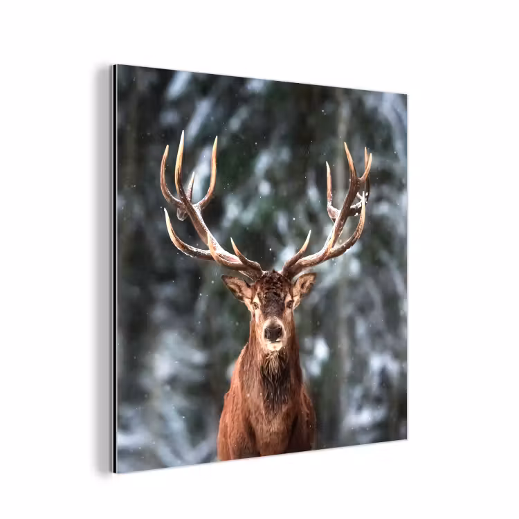 Aluminium schilderij - Hert - Winter - Sneeuw - Bos - Natuur - Dier — 1