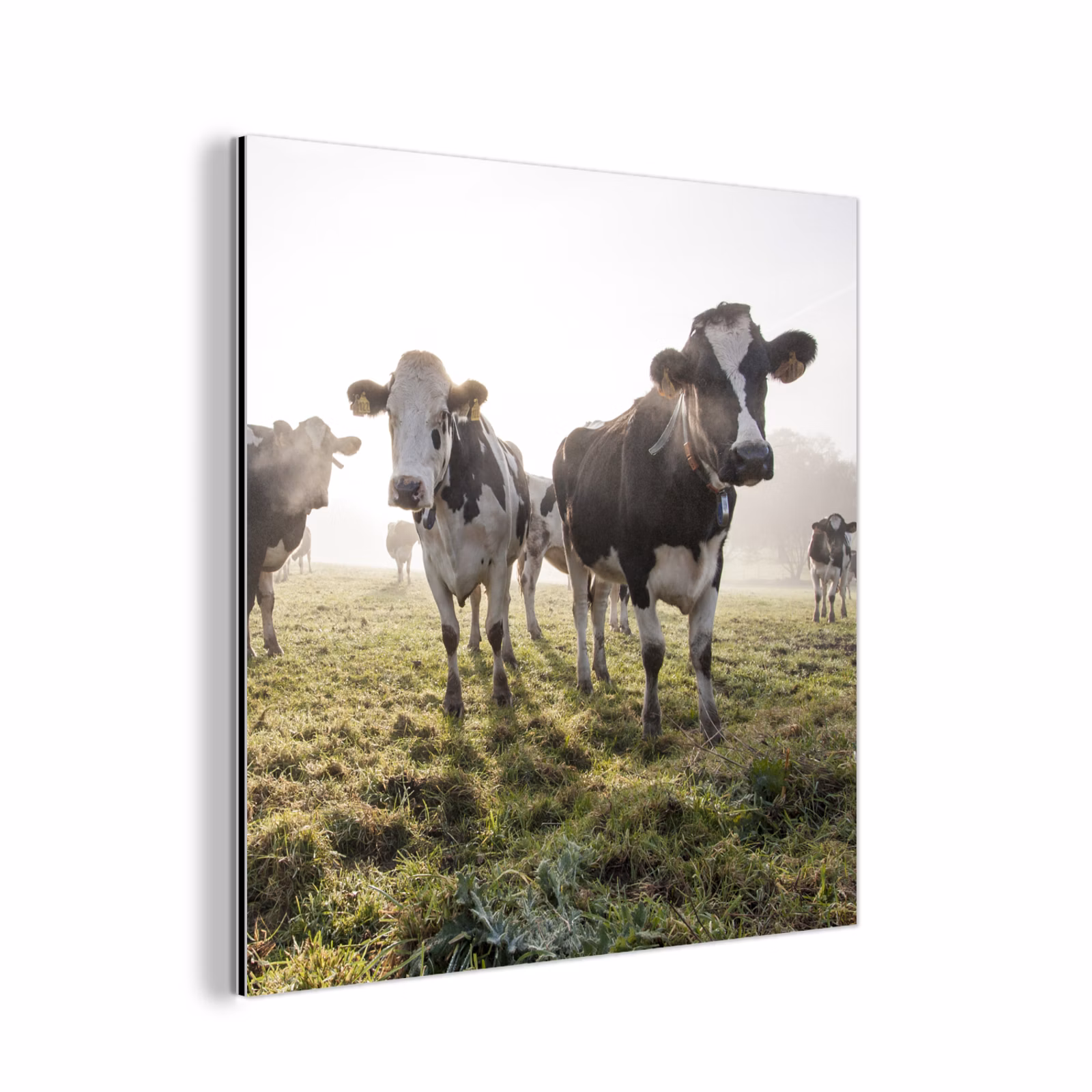 Aluminium schilderij - Koeien - Licht - Gras - Dieren — 1