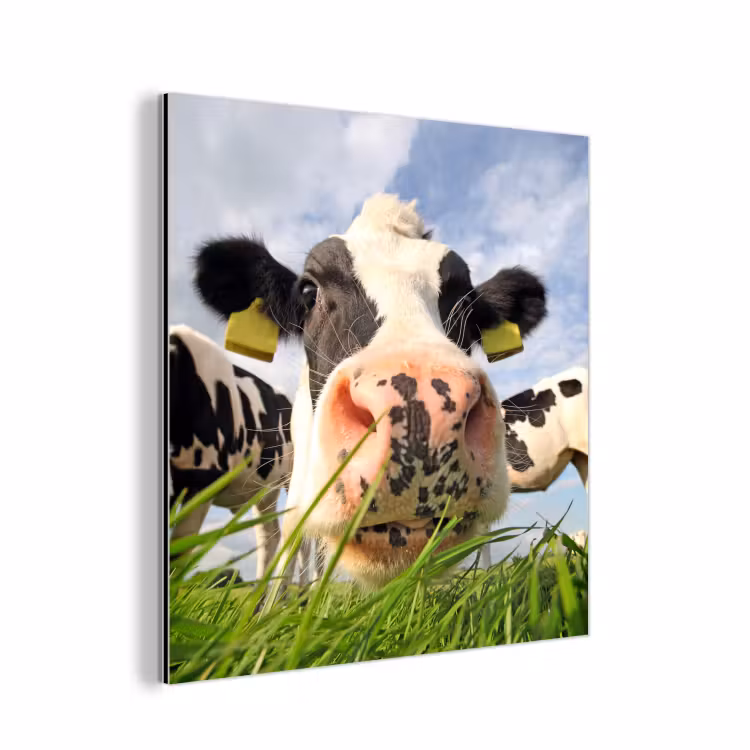 Aluminium schilderij - Koe - Boerderij - Gras - Dieren — 1