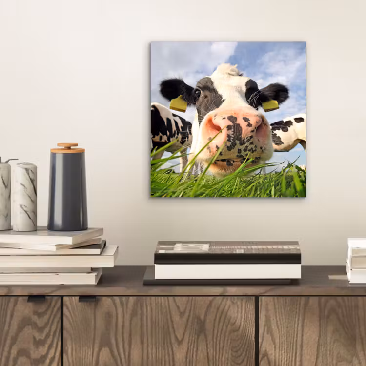 Aluminium schilderij - Koe - Boerderij - Gras - Dieren — 2