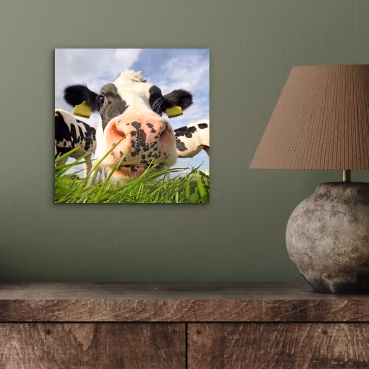 Aluminium schilderij - Koe - Boerderij - Gras - Dieren — 3