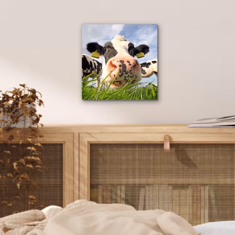 Aluminium schilderij - Koe - Boerderij - Gras - Dieren — 4