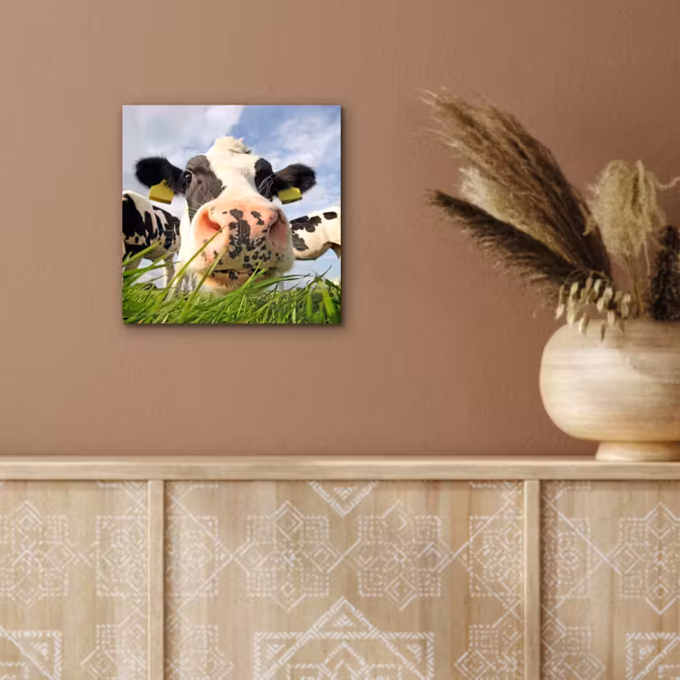 Aluminium schilderij - Koe - Boerderij - Gras - Dieren — 5
