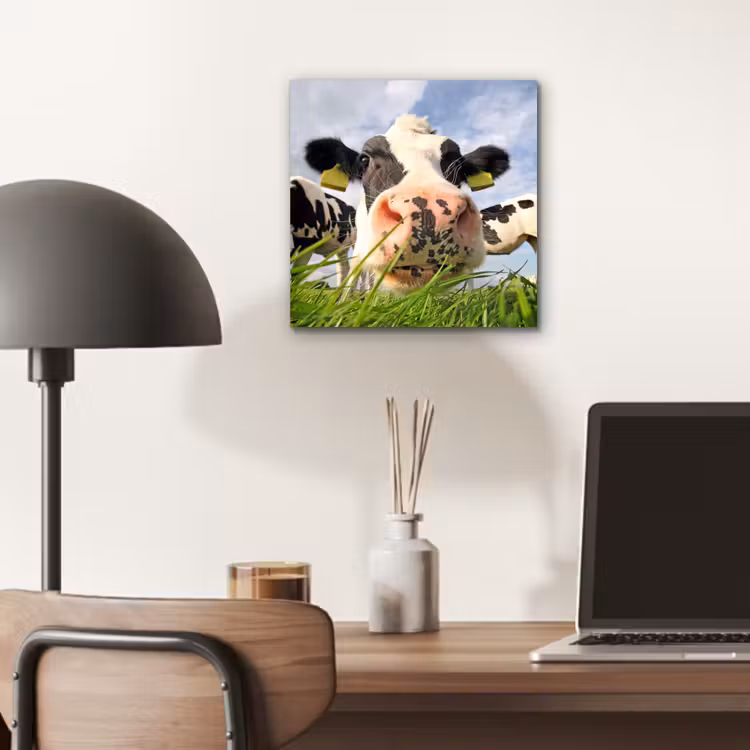 Aluminium schilderij - Koe - Boerderij - Gras - Dieren — 6