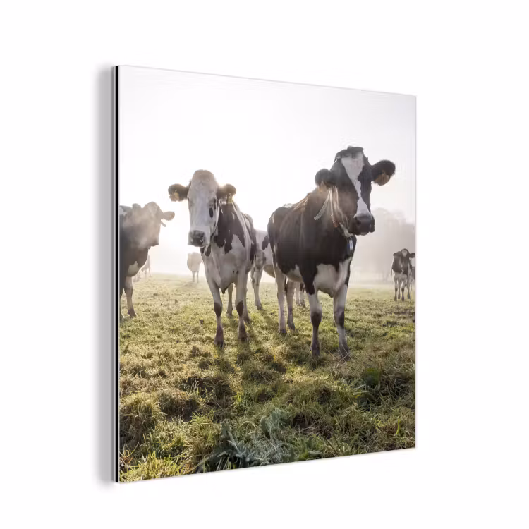 Aluminium schilderij - Koeien - Licht - Gras - Dieren — 1