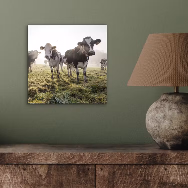 Aluminium schilderij - Koeien - Licht - Gras - Dieren — 3
