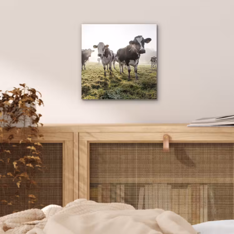 Aluminium schilderij - Koeien - Licht - Gras - Dieren — 4