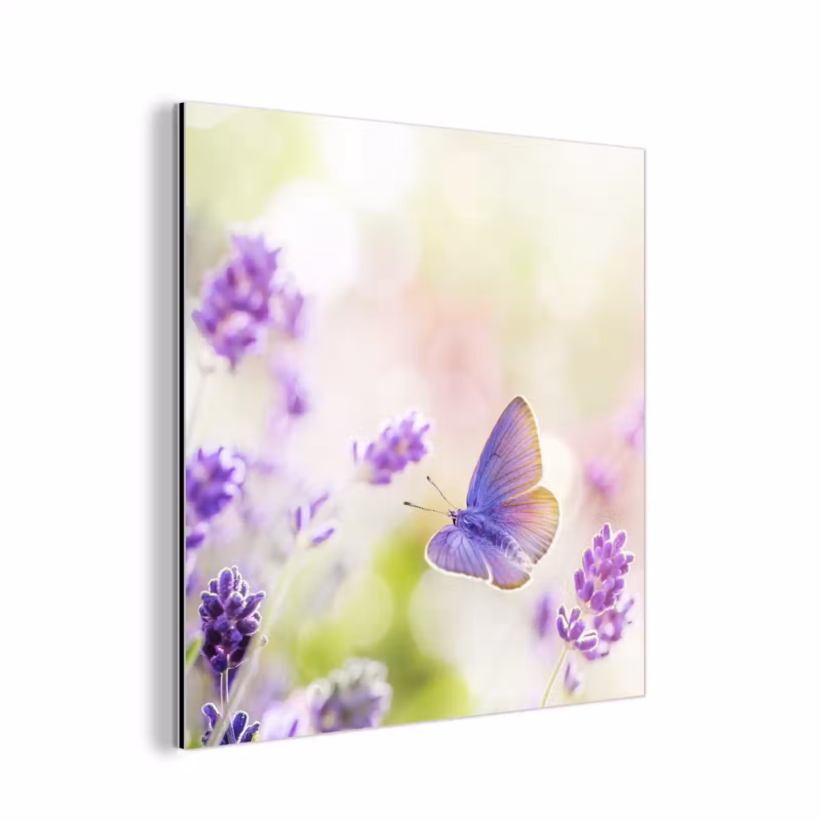 Aluminium schilderij - Lavendel - Vlinder - Bloemen — 1