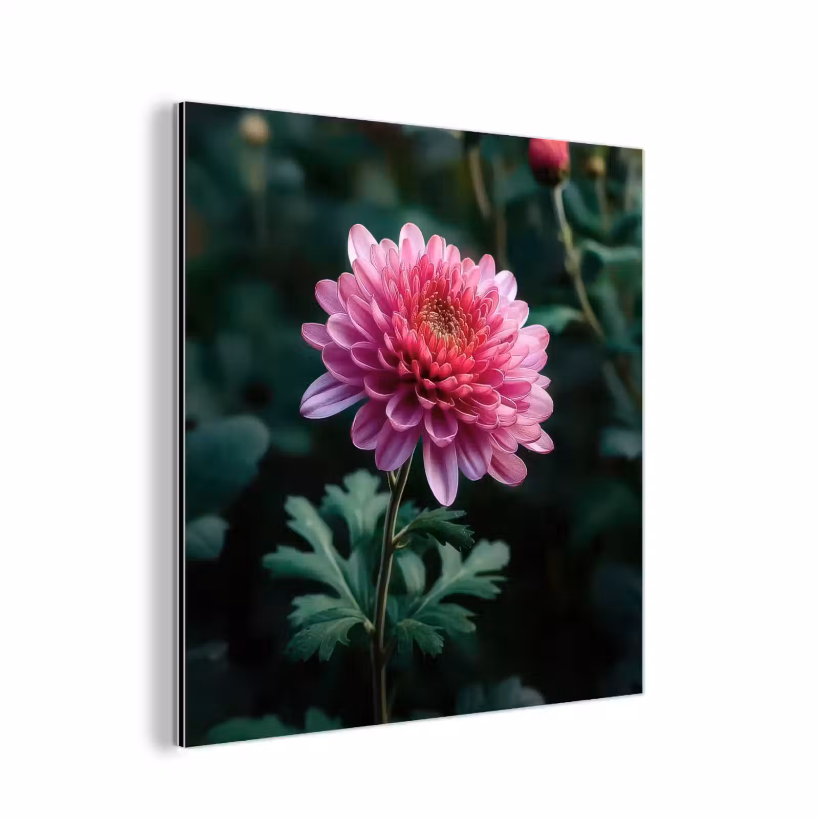 Aluminium schilderij - Blad - Chrysant - Roze - Schaduw — 1