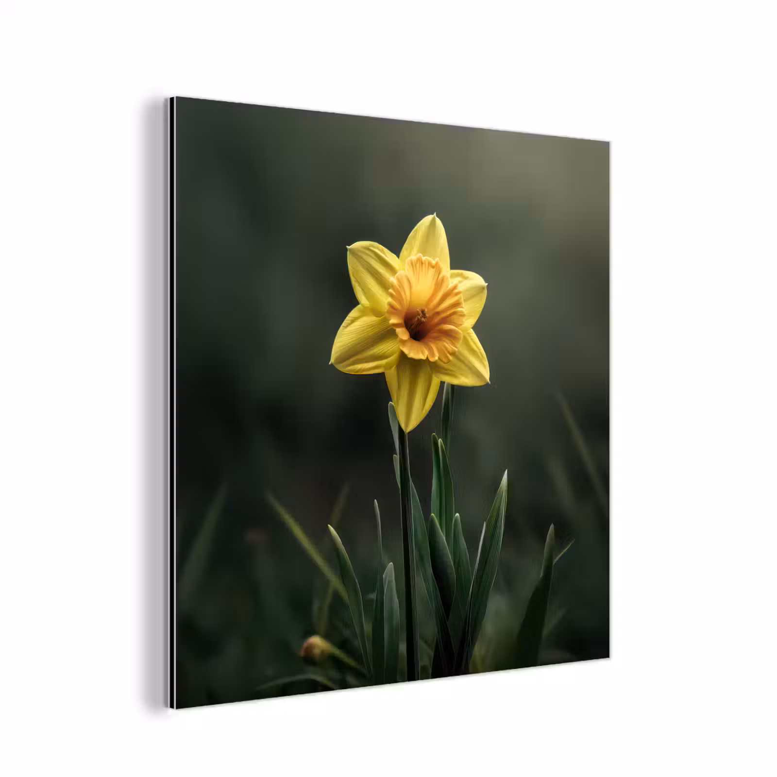Aluminium schilderij - Bloem - Narcis - Gras - Geel — 1