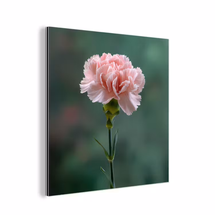 Aluminium schilderij - Anjer - Roze - Bloemblaadjes — 1