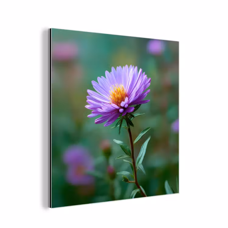 Aluminium schilderij - Aster - Paars - Bloem - Blaadjes — 1