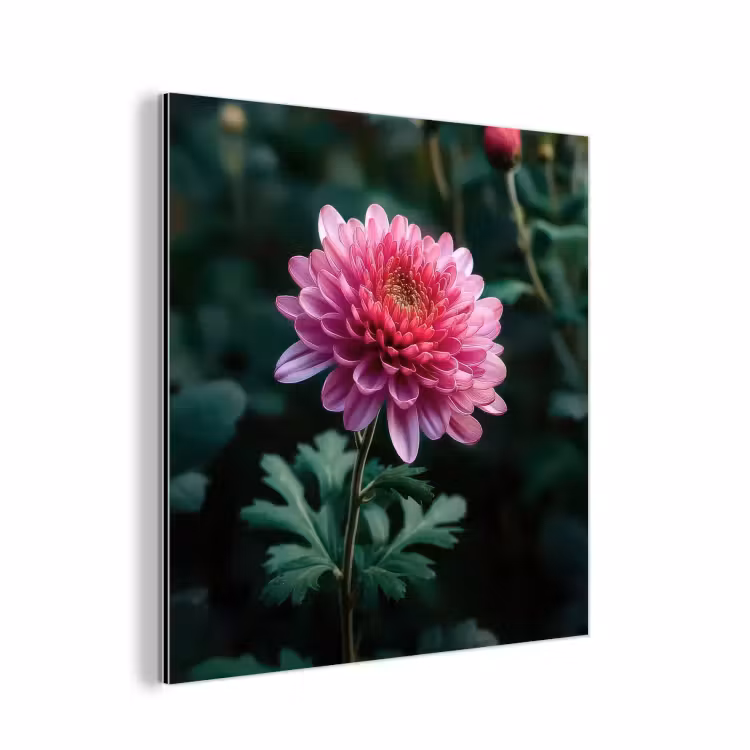 Aluminium schilderij - Blad - Chrysant - Roze - Schaduw — 1