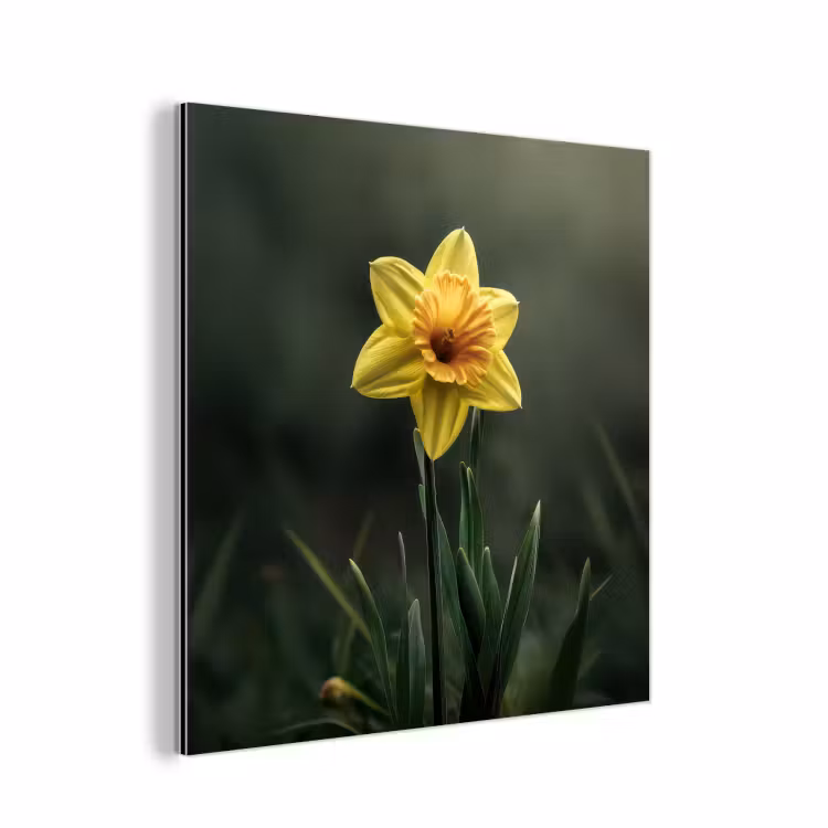 Aluminium schilderij - Bloem - Narcis - Gras - Geel — 1