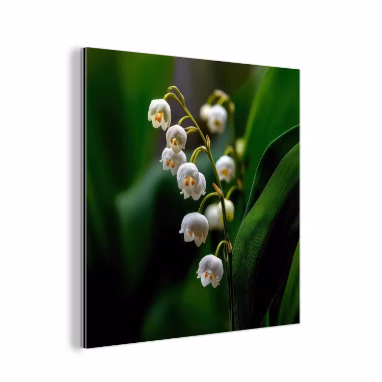 Aluminium schilderij - Bloemen - Wit - Bladeren - Lelietjes — 1
