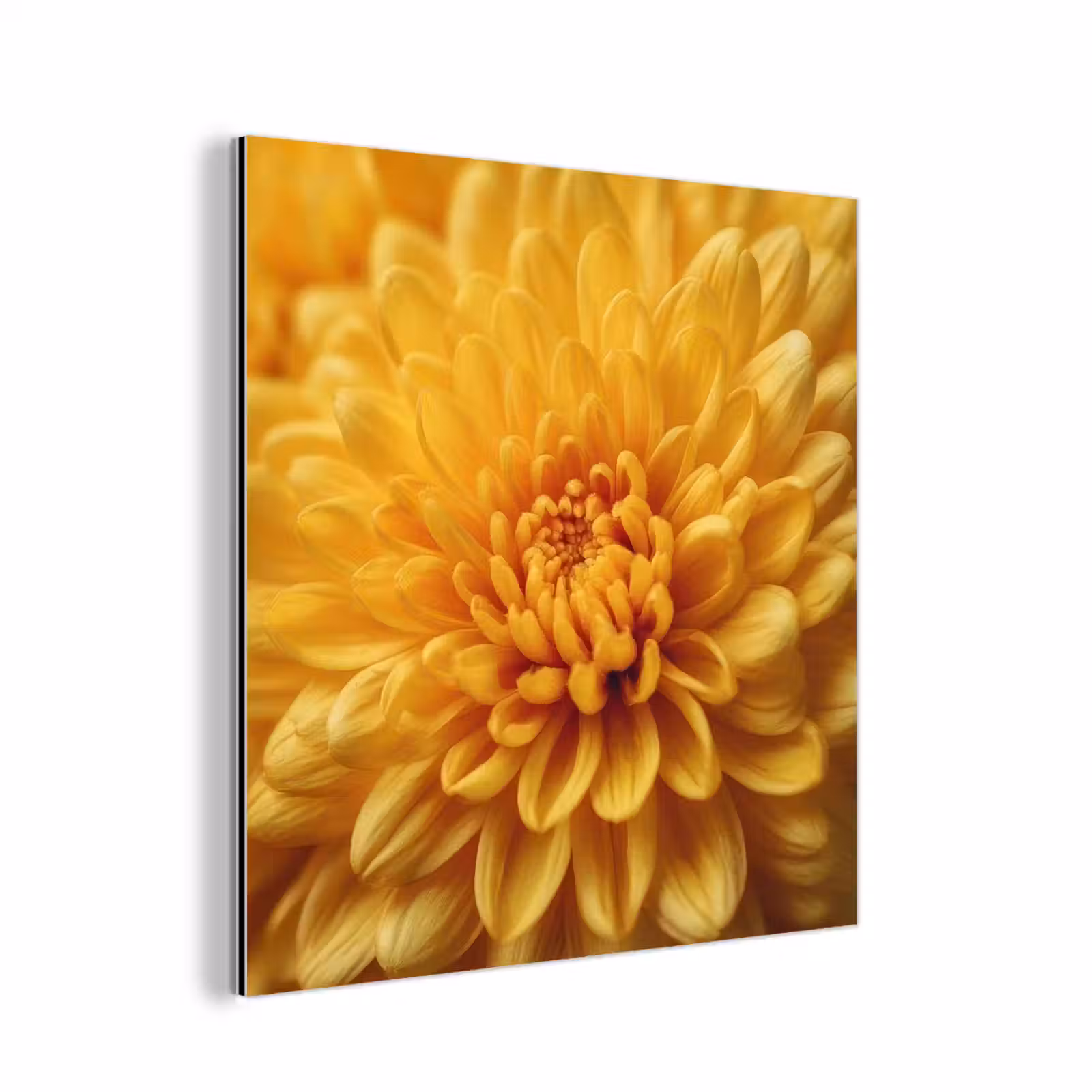Aluminium schilderij - Geel - Chrysant - Zachtheid — 1