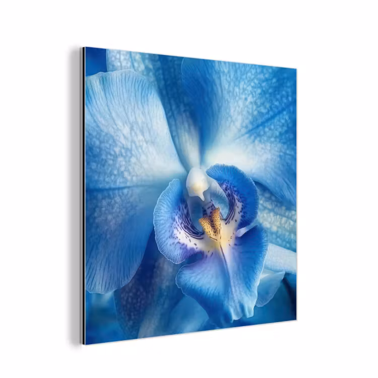 Aluminium schilderij - Blauw - Orchidee - Elegeant — 1