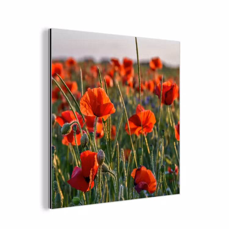 Aluminium schilderij - Bloemen - Klaprozen - Natuur - Rood — 1