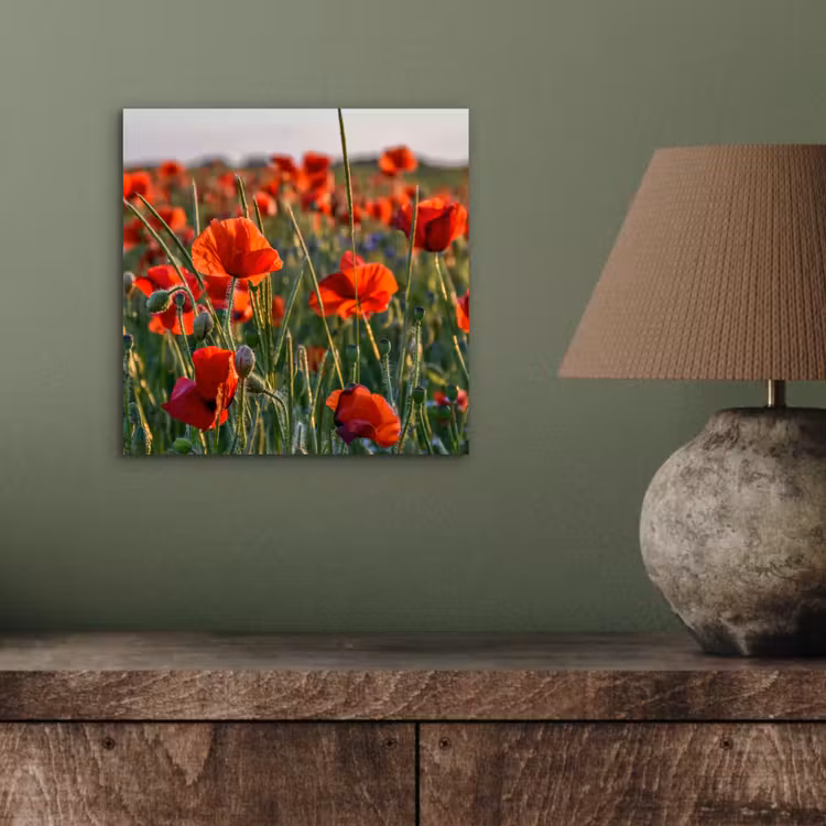 Aluminium schilderij - Bloemen - Klaprozen - Natuur - Rood — 3