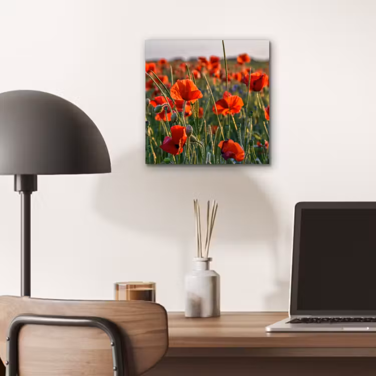 Aluminium schilderij - Bloemen - Klaprozen - Natuur - Rood — 6