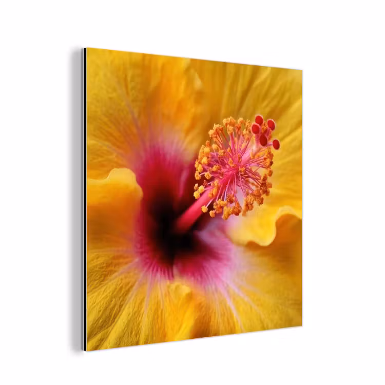 Aluminium schilderij - Geel - Hibiscus - Tropisch — 1