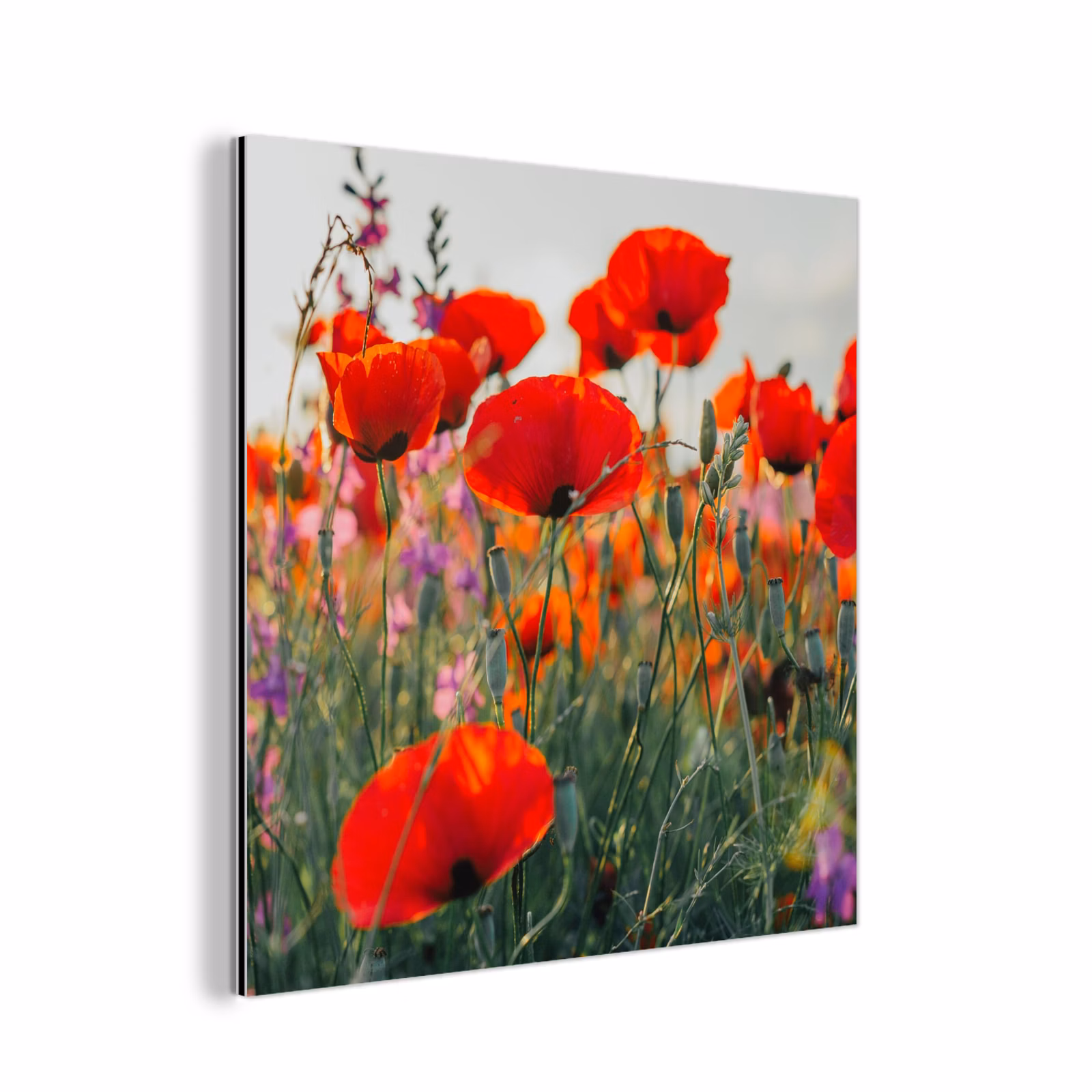 Aluminium schilderij - Klaproos - Bloemen - Rood - Paars - Weide — 1