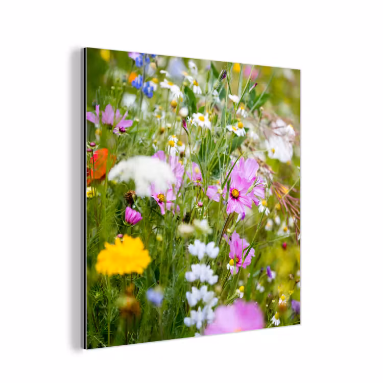 Aluminium schilderij - Bloemen - Natuur - Groen - Gras - Paars - Wit — 1