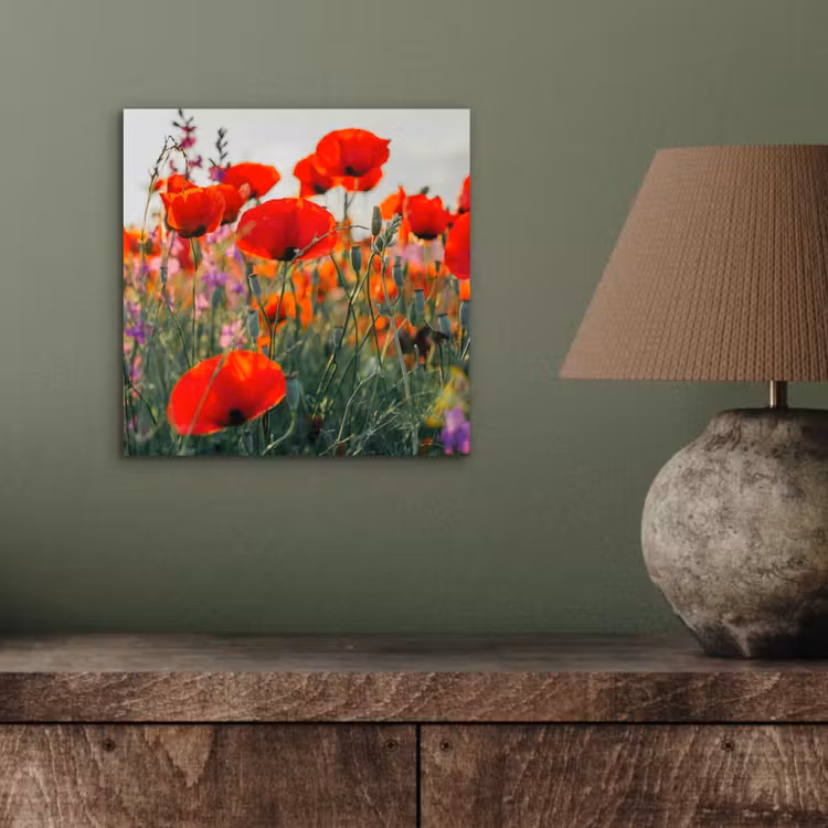 Aluminium schilderij - Klaproos - Bloemen - Rood - Paars - Weide — 3