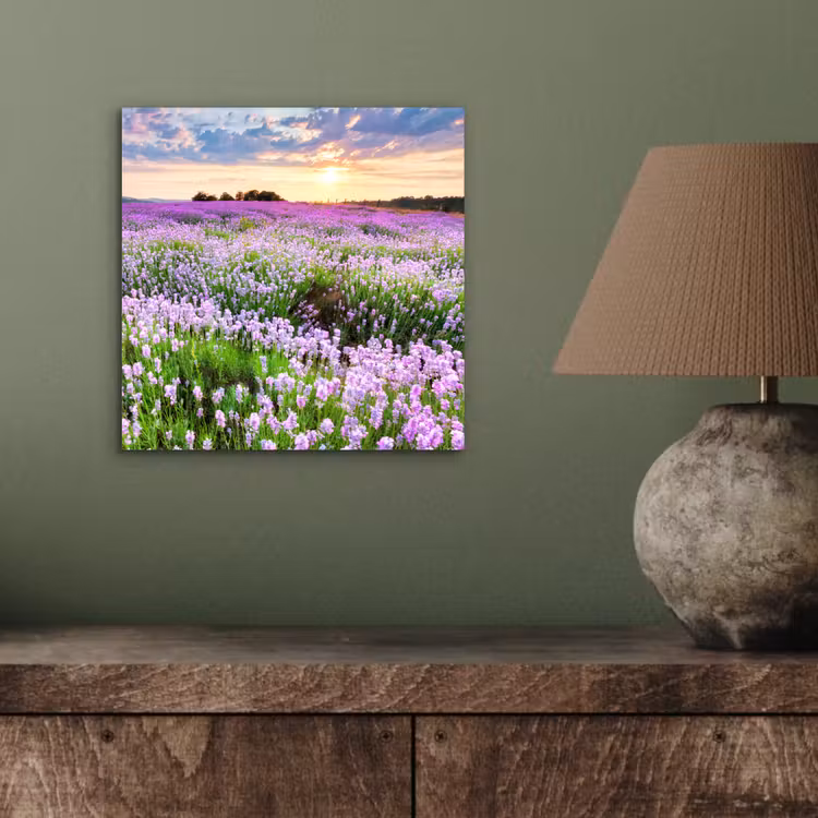 Aluminium schilderij - Lavendel - Bloemen - Zonsondergang - Paars - Weide — 3
