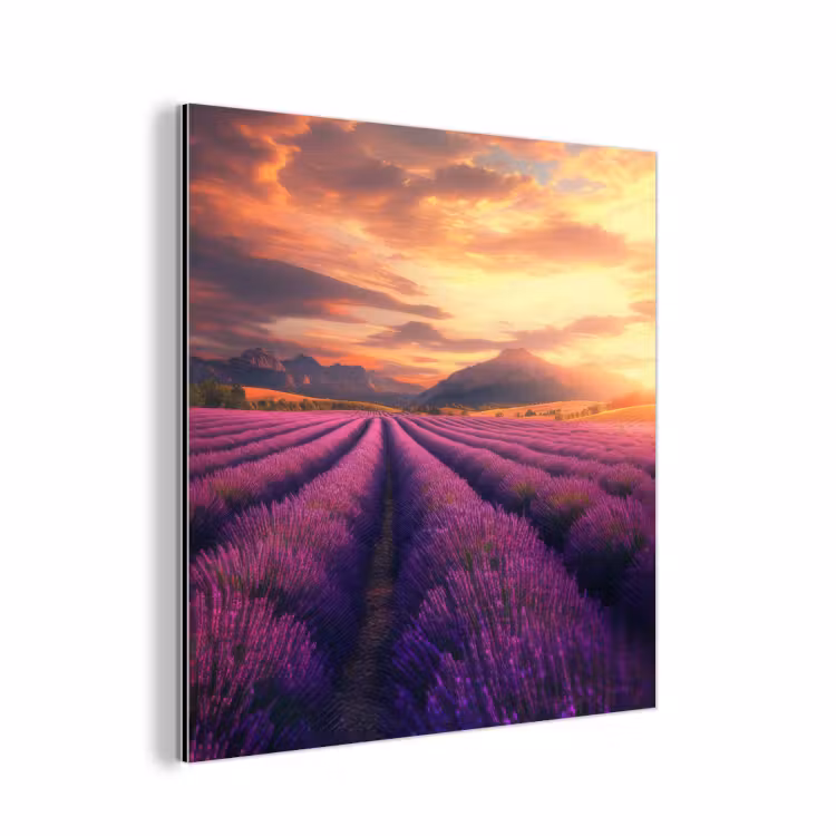 Aluminium schilderij - Lavendelveld - Zonsondergang - Paars — 1