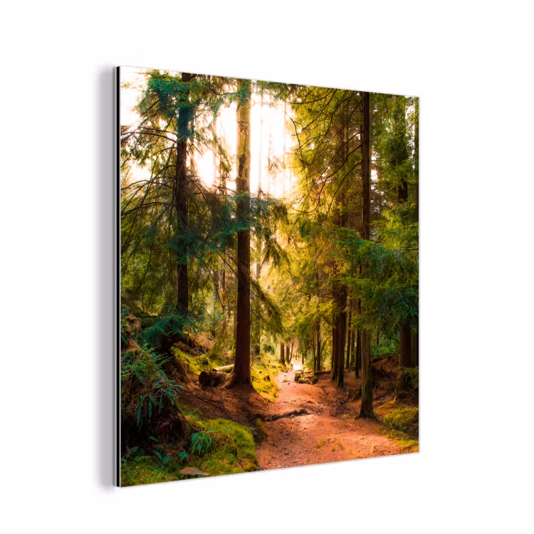 Aluminium schilderij - Bos - Pad - Bomen - Groen - Zon - Natuur — 1