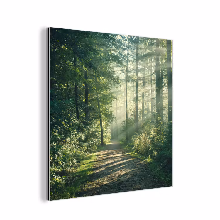 Aluminium schilderij - Bos - Pad - Zon - Bomen - Groen - Natuur — 1