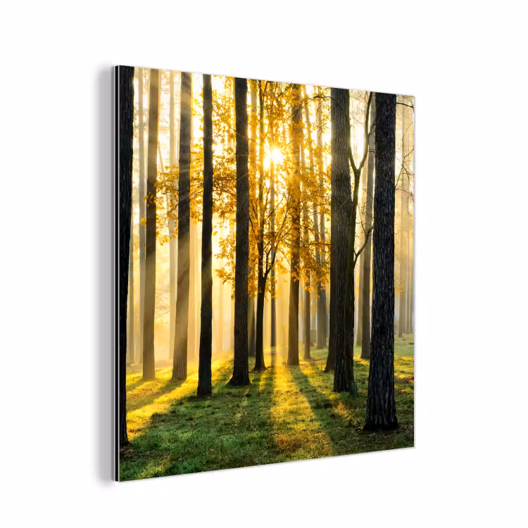 Aluminium schilderij - Bos - Zon - Bomen - Gras - Landschap  - Natuur — 1