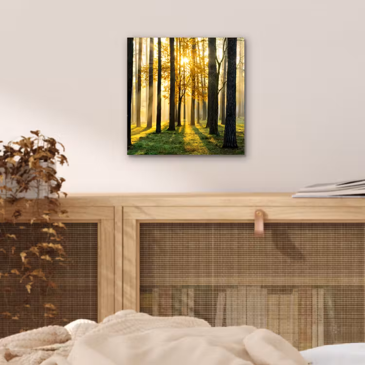 Aluminium schilderij - Bos - Zon - Bomen - Gras - Landschap  - Natuur — 4
