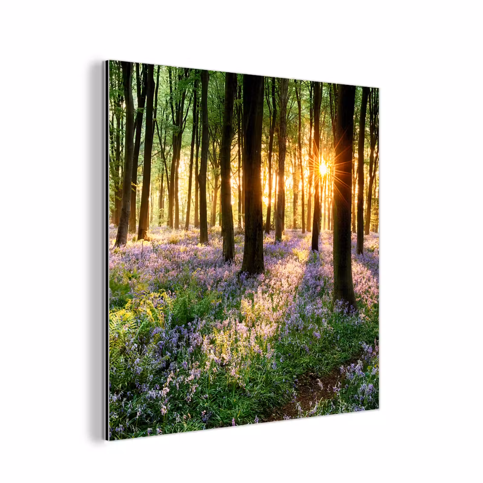 Aluminium schilderij - Bos - Bloemen - Lavendel - Zon - Paars - Natuur — 1