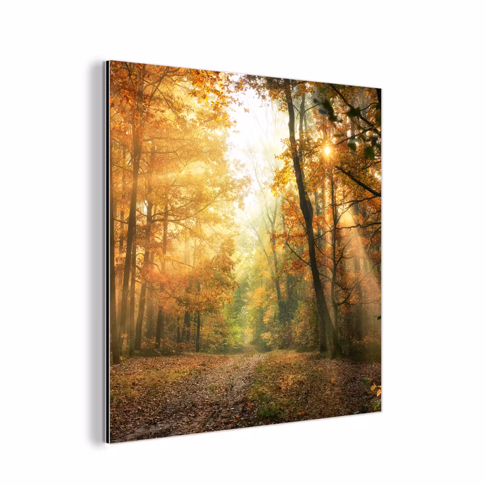 Aluminium schilderij - Bos - Herfst - Zon - Landschap - Natuur - Bomen - Bladeren — 1