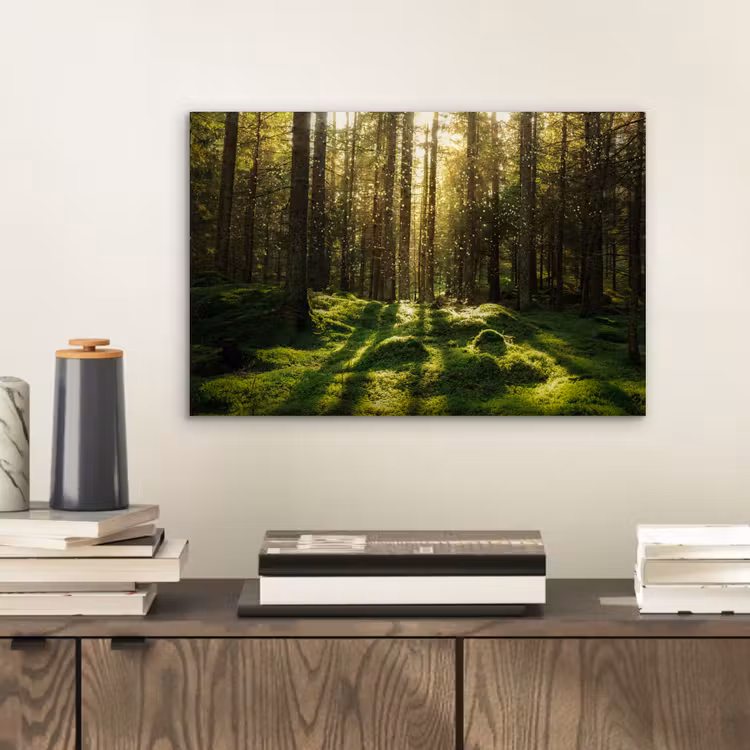 Aluminium schilderij - Bomen - Bos - Mos - Planten - Zon - Natuur — 2