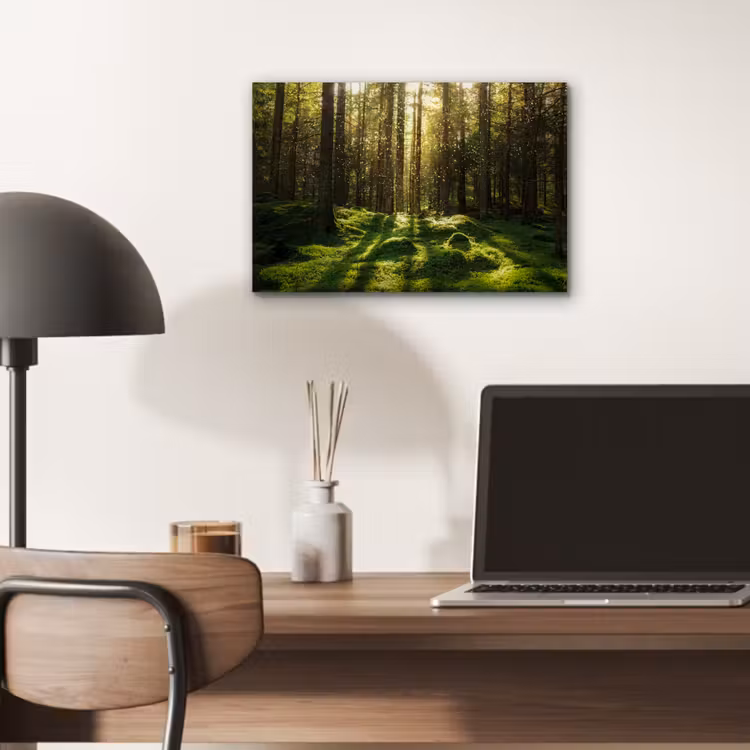 Aluminium schilderij - Bomen - Bos - Mos - Planten - Zon - Natuur — 6