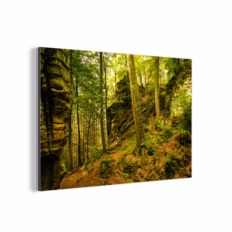 Aluminium schilderij - Bomen - Steen - Bos - Natuur - Planten — 1
