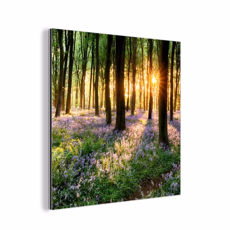 Aluminium schilderij - Bos - Bloemen - Lavendel - Zon - Paars - Natuur — 1